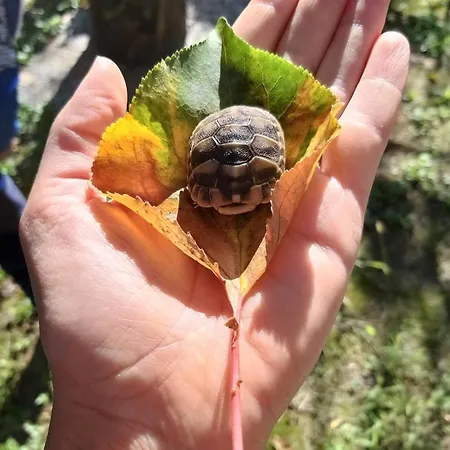 Perla Apartman *